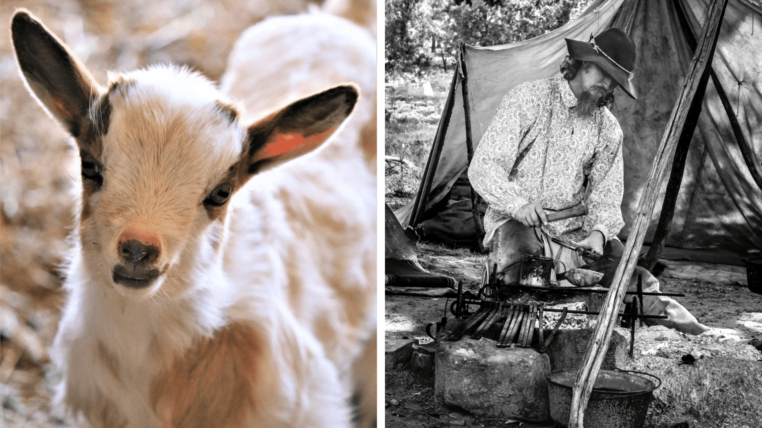 Animal Barn & Living History Camp Opening